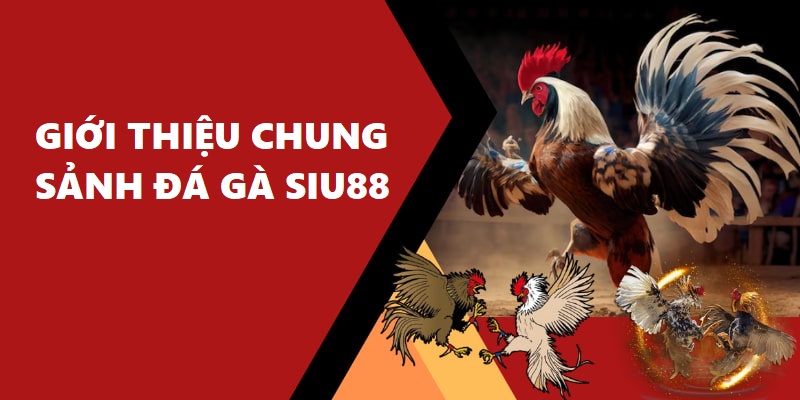 Sảnh Đá Gà Siu88 giúp bạn giải tỏa căng thẳng sau một ngày làm việc mệt mỏi