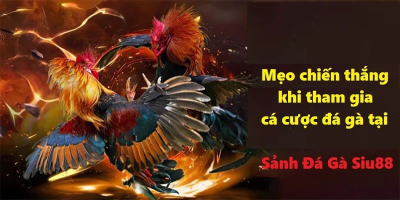 Nghiên cứu thật kỹ về chiến kê trước khi lựa chọn mang đến cơ hội thắng lớn